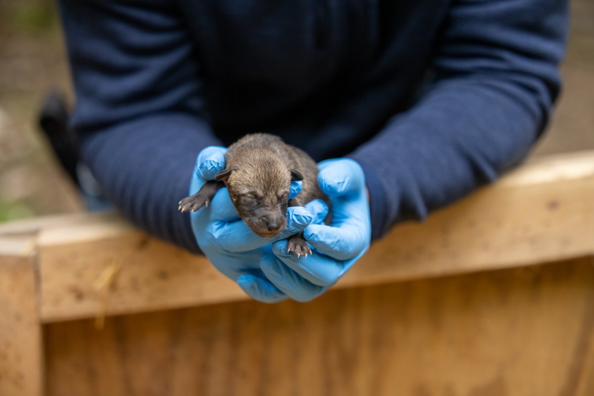 We’re in puppy love. 🥰

#SavingSpecies