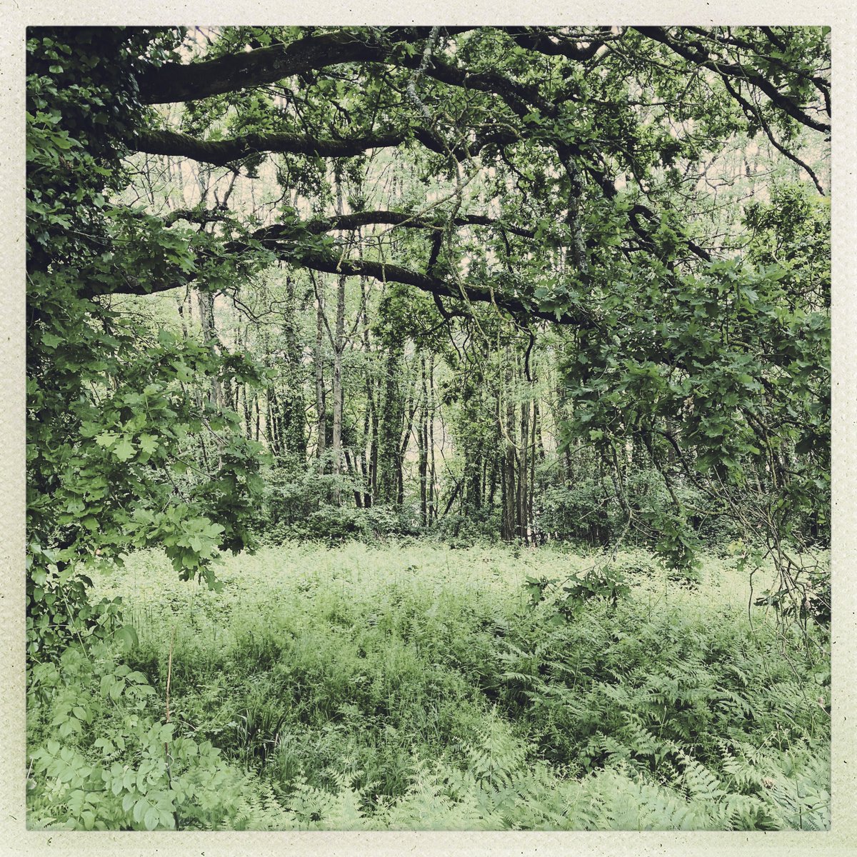 Trees are sanctuaries. Whoever knows how to speak to them, whoever knows how to listen to them, can learn the truth. They do not preach learning and precepts, they preach, undeterred by particulars, the ancient law of life.

Herman Hesse, Wandering: Notes and Sketches