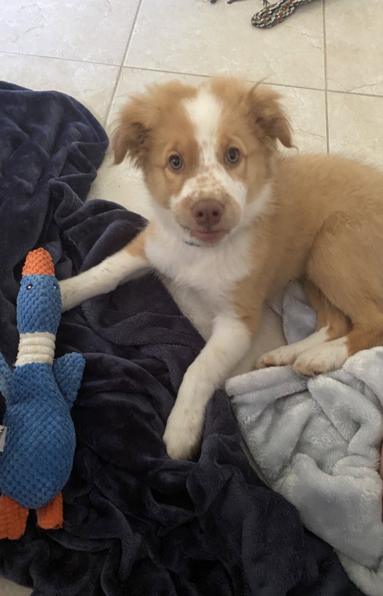 Confused doggo