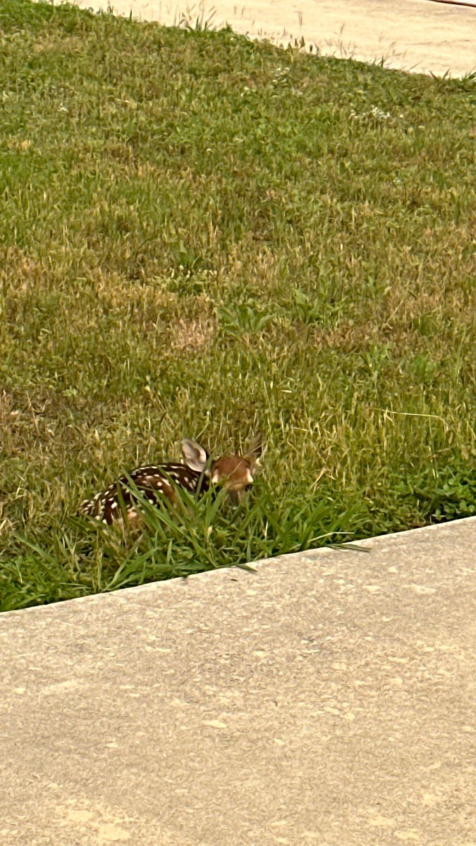 It is May at RCES. #fawnsanctuary <a href="/PainterLindsey/">Lindsey Painter</a> <a href="/KristaMoffatt/">Krista Moffatt</a>