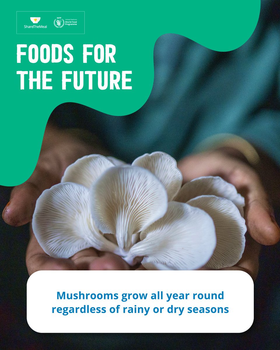 🍄 #Did you know mushrooms are great for the climate? They:

1️⃣ Absorb carbon dioxide during their growth.

2️⃣ Grow all year round, regardless of season.

3️⃣ Require fewer resources to grow than other crops.

4️⃣ Play a crucial role in maintaining healthy soil.

#FoodsForTheFuture