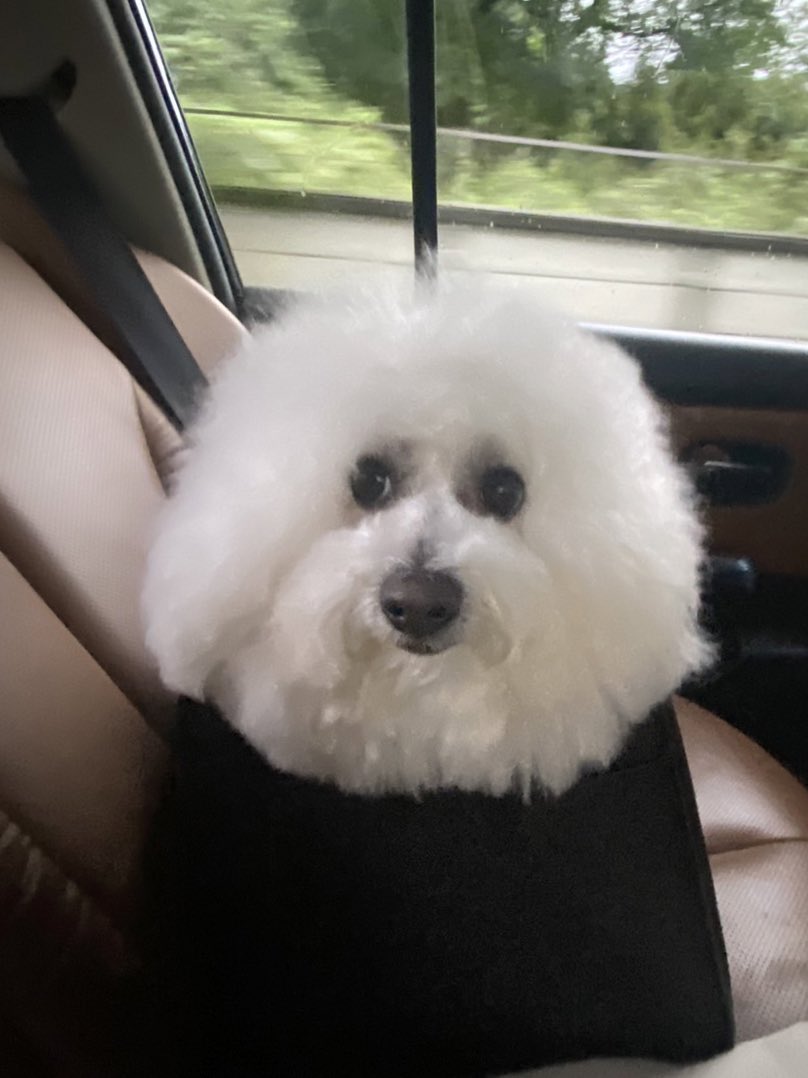 teli191218's tweet photo. トリミングからかえるのである✂️
#bichonfrise
#dogs
#dog
#ビションフリーゼ
#犬のいる暮らし
#トリミング
#triming https://t.co/XXeGFw3g1F