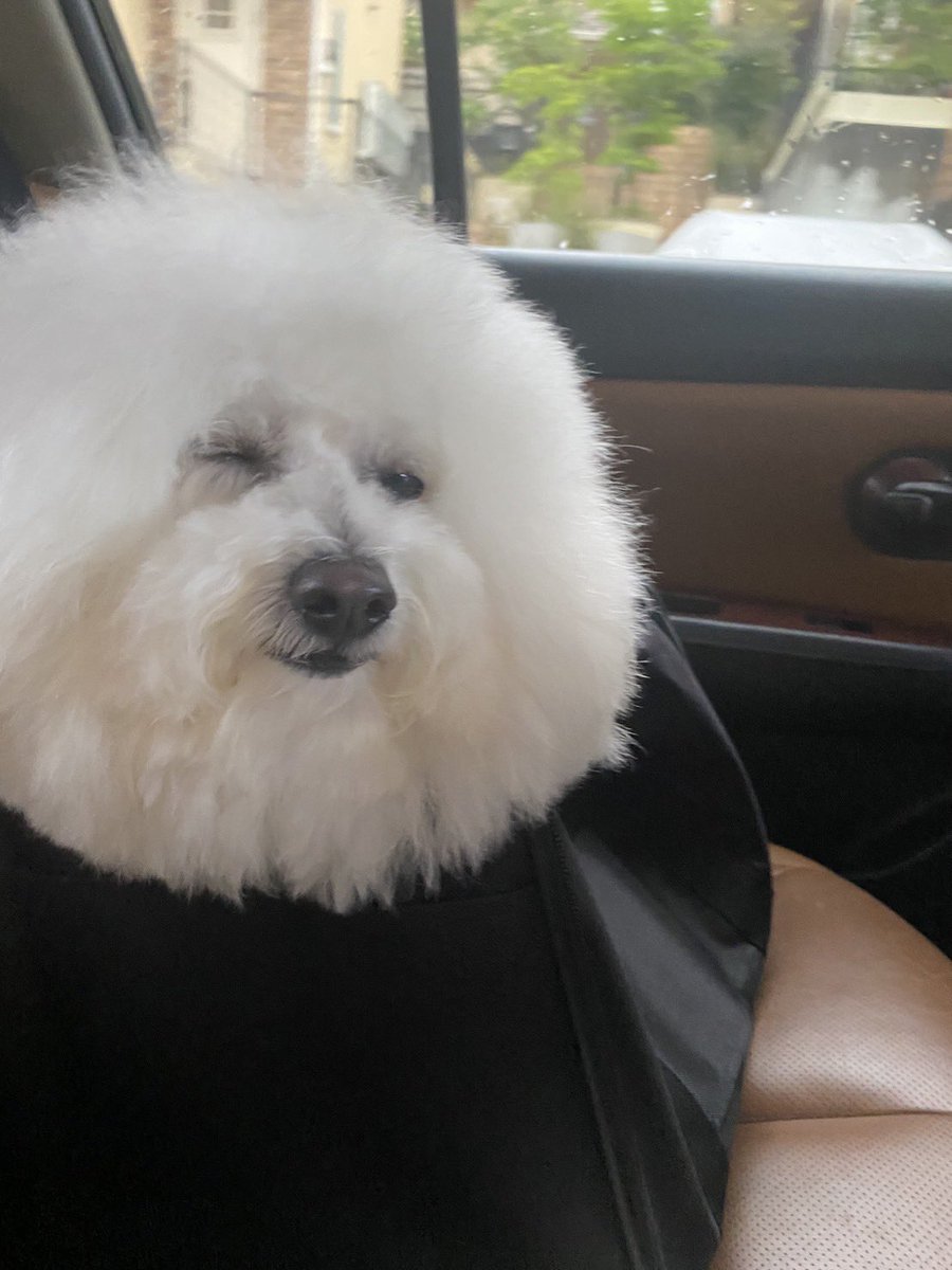teli191218's tweet photo. トリミングからかえるのである✂️
#bichonfrise
#dogs
#dog
#ビションフリーゼ
#犬のいる暮らし
#トリミング
#triming https://t.co/XXeGFw3g1F