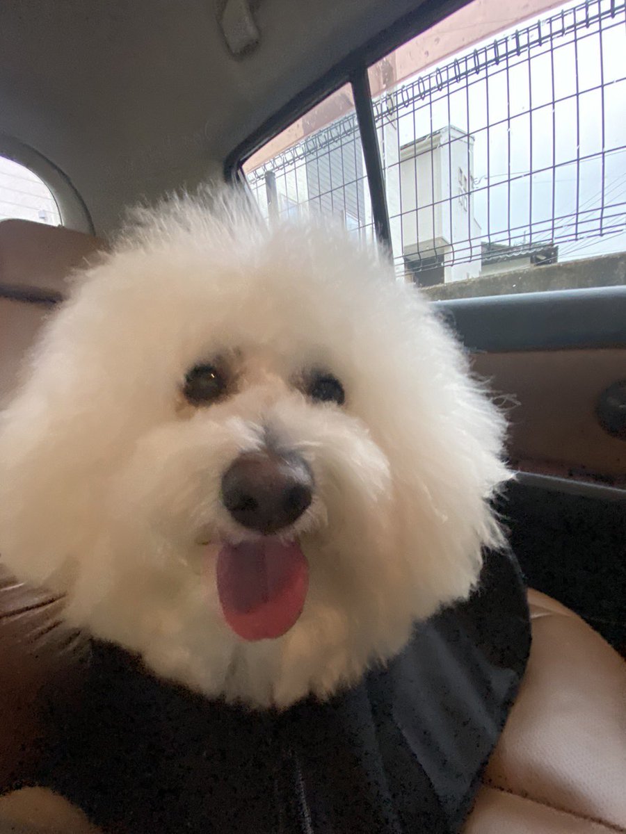 teli191218's tweet photo. トリミングからかえるのである✂️
#bichonfrise
#dogs
#dog
#ビションフリーゼ
#犬のいる暮らし
#トリミング
#triming https://t.co/XXeGFw3g1F