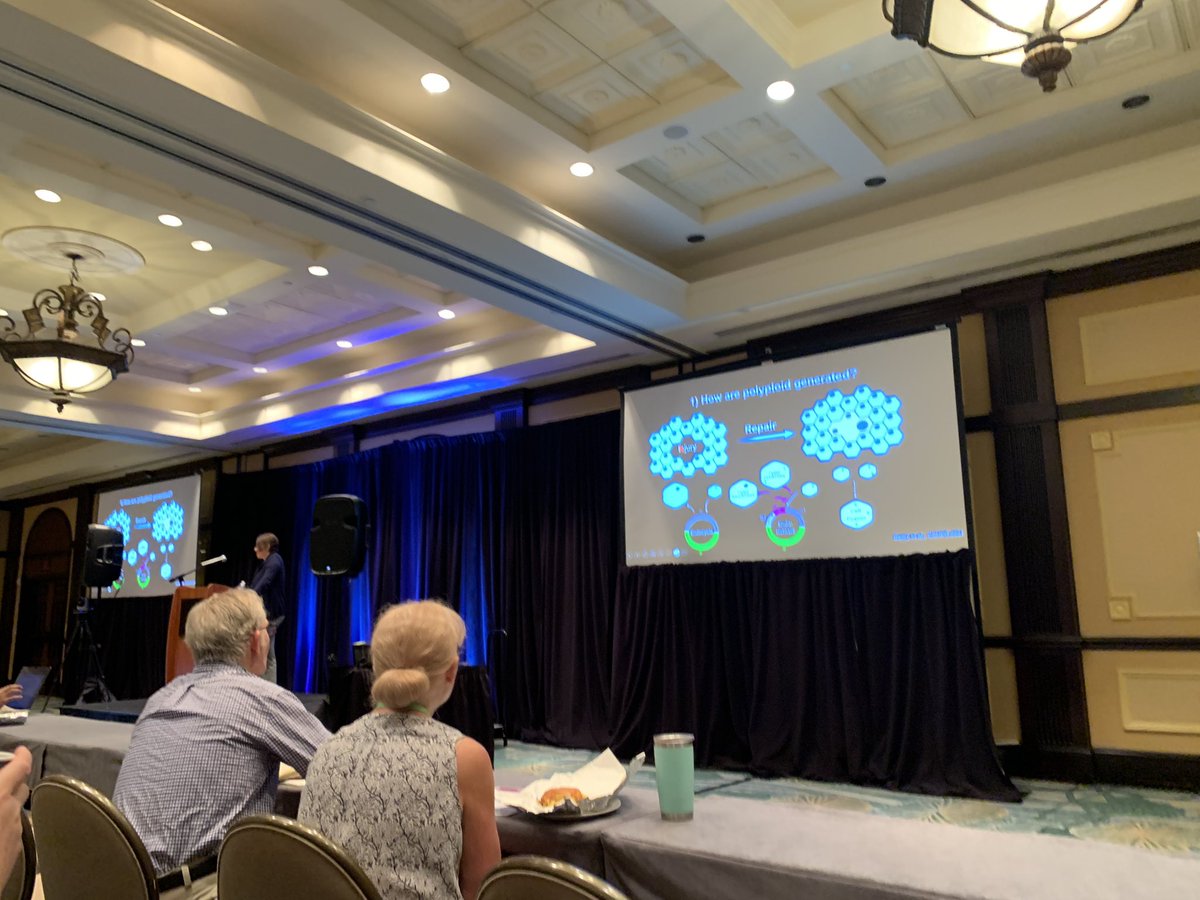 Starting the day with polyploidy wound healing by Vicki Losick #Polyploidy2023