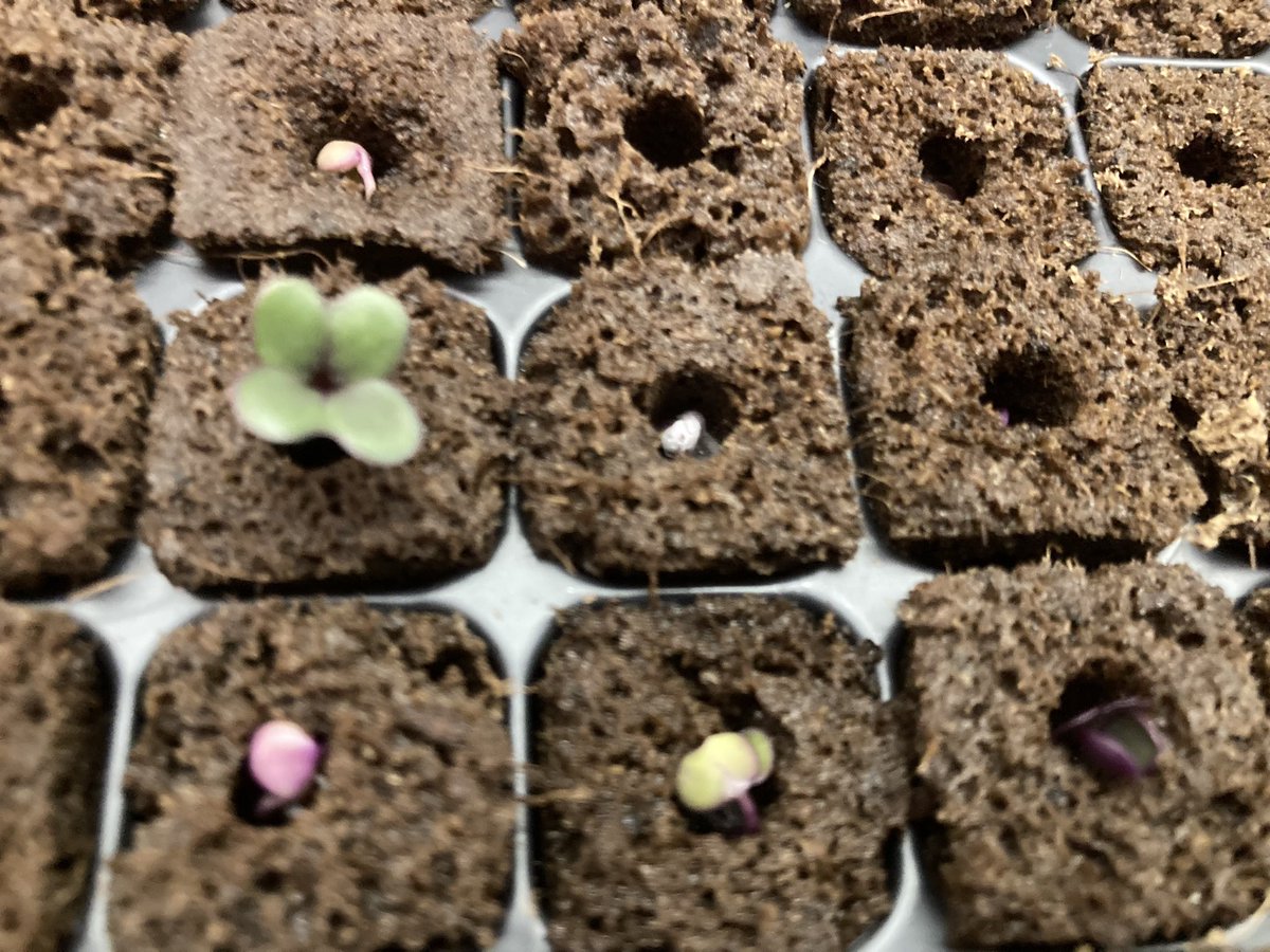 InnovationSFSD's tweet photo. This morning we have sprouts in our @FreightFarms!  
@PADeptofEd
 #PAsmart #ProjectASCENT #SFLionPride https://t.co/Gng8wmL5zP