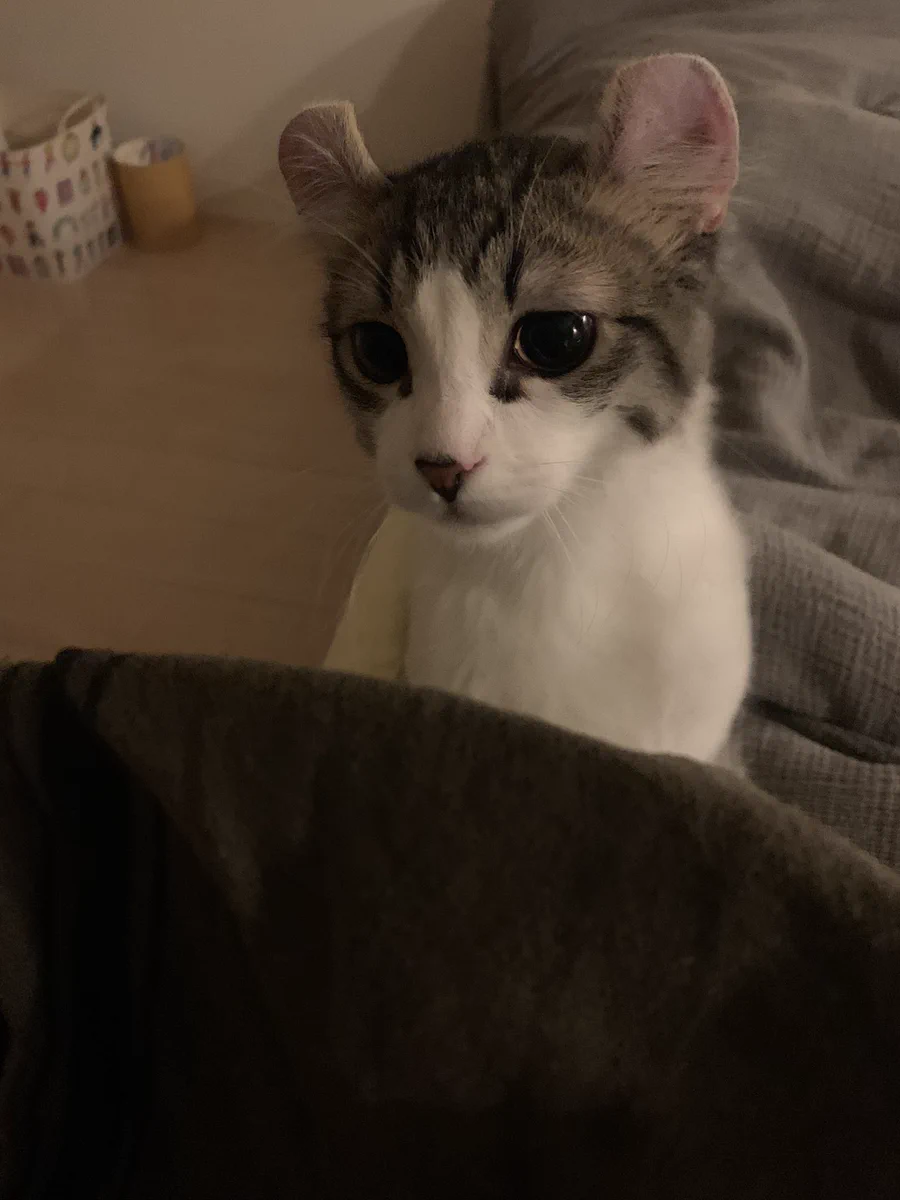猫好きさんとと繋がりたい - Search / X