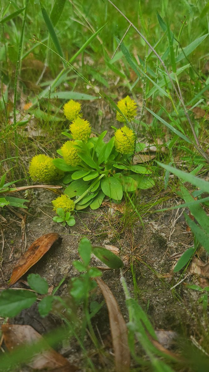 farm_tc's tweet photo. Good Morning Beautiful People
#candyroot #polygala #gardening #nativeplants https://t.co/IcpmF3GZH4