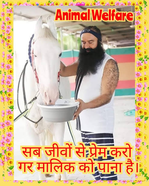 ImPinny947's tweet photo. Under the initiative #AnimalWelfare started by Saint Dr Gurmeet Ram Rahim Singh Ji Insan, Dera Sacha Sauda volunteers are always willing to assist these stray animals. They regularly arrange water and fodder for them and provide them with shelter as well as medical aid. https://t.co/BJlPNxN9cQ