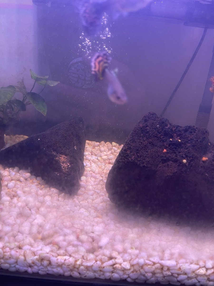 tea🍃 on Twitter "🧸 So that's why the water is murky. Grandma added