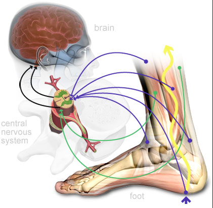 📢 Exciting news! Our systematic review on Brain Neuroplasticity & Lateral Ankle Ligamentous Injuries is out 🧠🦶

Link to paper 👉rdcu.be/dbF8g

🚀 Special thanks to our research team!! Congrats @Maricot_Alex, on your 1st PhD paper! 🥳 

#AnkleResearchUpdate