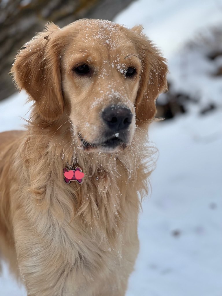 bunsenbernerbmd's tweet photo. Good News Fact

Dogs understand joy.

There is good evidence that when a dog finds something that makes people laugh, they will repeat the behavior because (and this is wild)

They like the sound of humans laughing.

#GoodNewsFact https://t.co/3MWe6yAWnQ