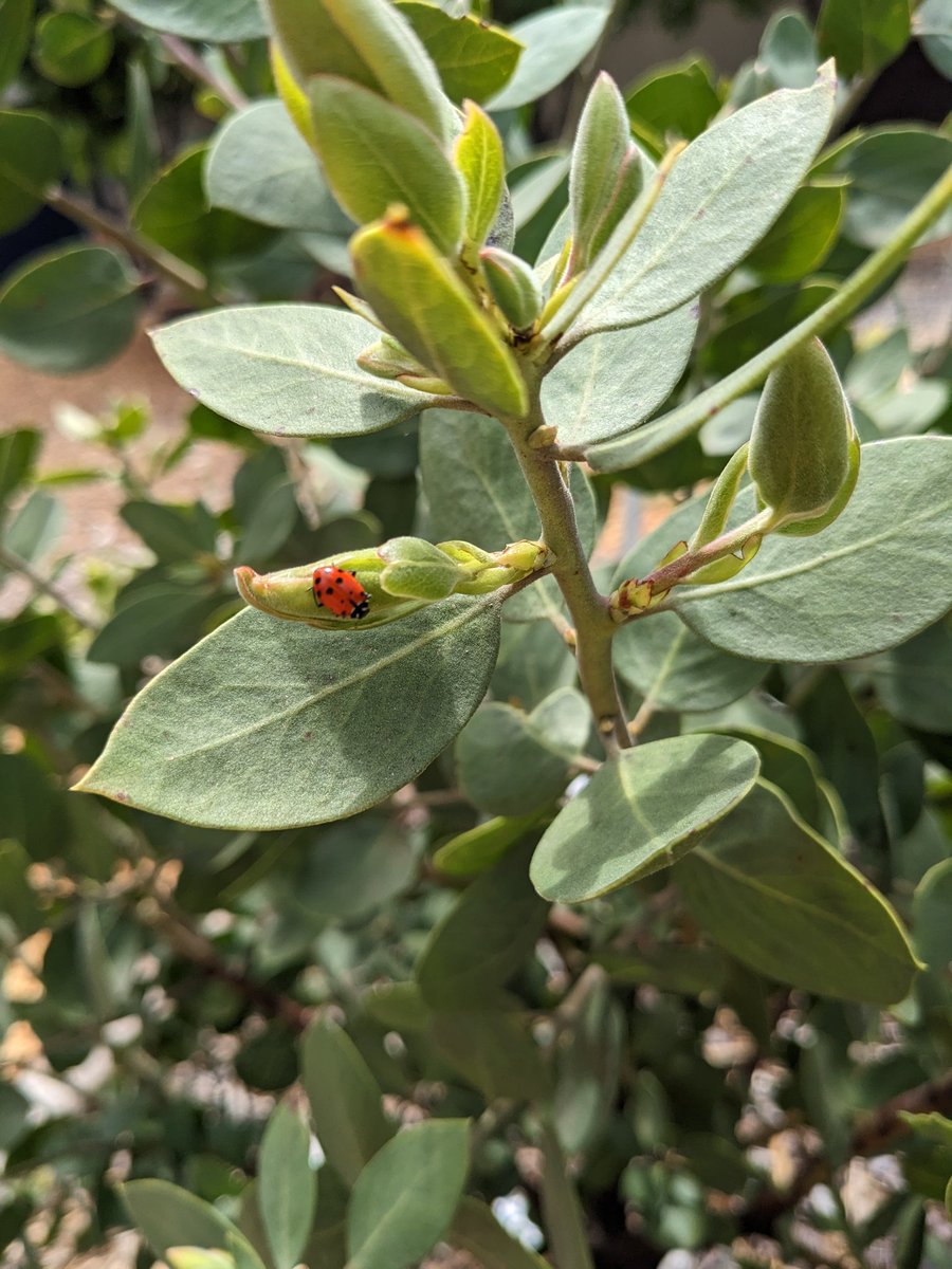 Little friend in the garden. How many spots do you count?
#UELFGarden <a href="/dailystem/">dailySTEM Chris Woods</a> <a href="/sanctuaries/">Sanctuaries (NOAA)</a> <a href="/WholeKidsFnd/">Whole Kids</a> <a href="/xercessociety/">The Xerces Society</a> @schoolgardens <a href="/UELF_PTA/">UELF PTA</a> <a href="/UELFSEAWOLVES1/">UELFSEAWOLVES</a> <a href="/Proud2BeCRPUSD/">CRPUSD</a> <a href="/Kids_Gardening/">KidsGardening</a> <a href="/tammy_barksdale/">Mrs. B’s Class</a> <a href="/MichelleUelf/">Mrs. McAllister’s Class</a> <a href="/frankie_kellogg/">Frankie Kellogg</a> @ms_hassur <a href="/JessGilleran/">JG</a>