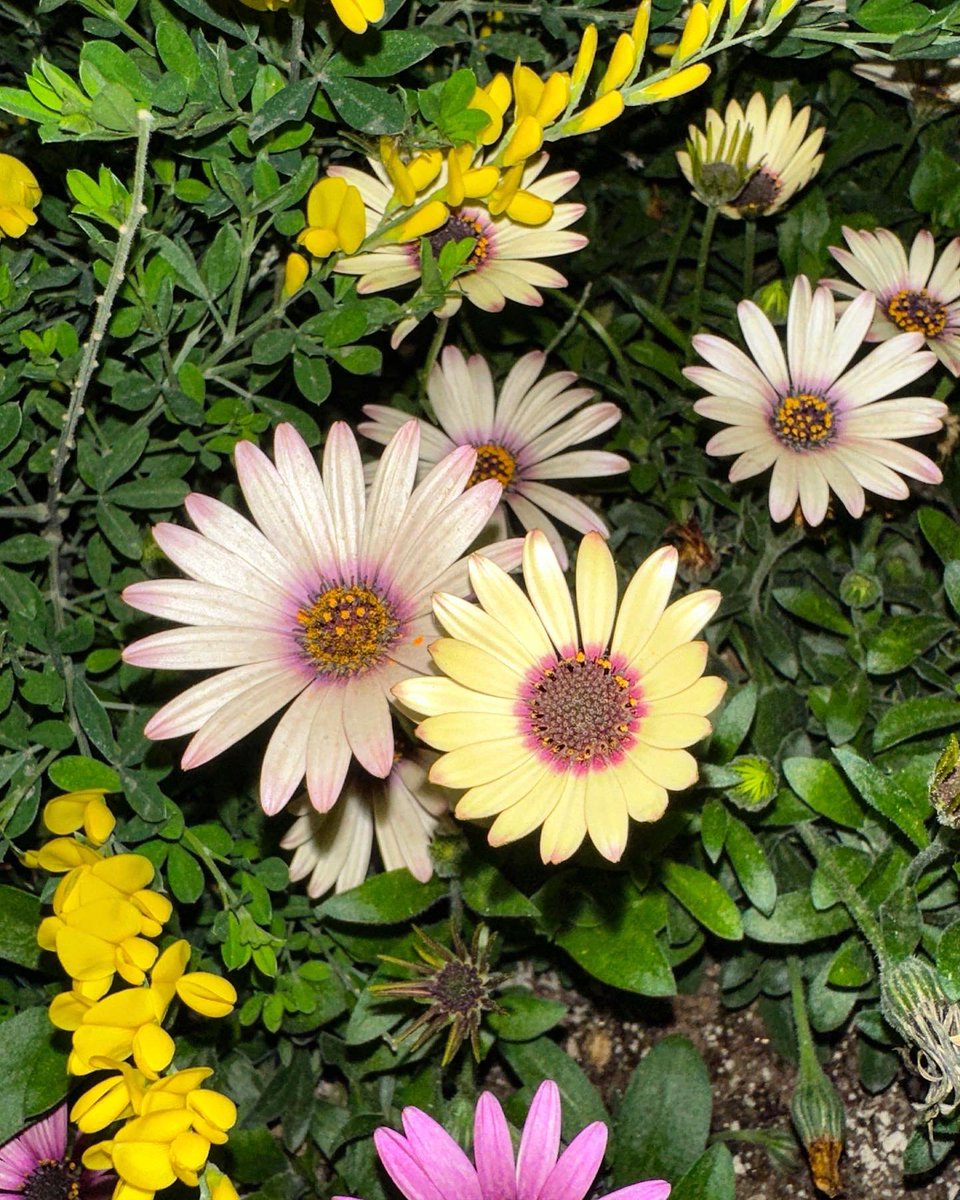 Jamessu_w's tweet photo. a night flower #JamesSu https://t.co/KVx7rdZ2t0