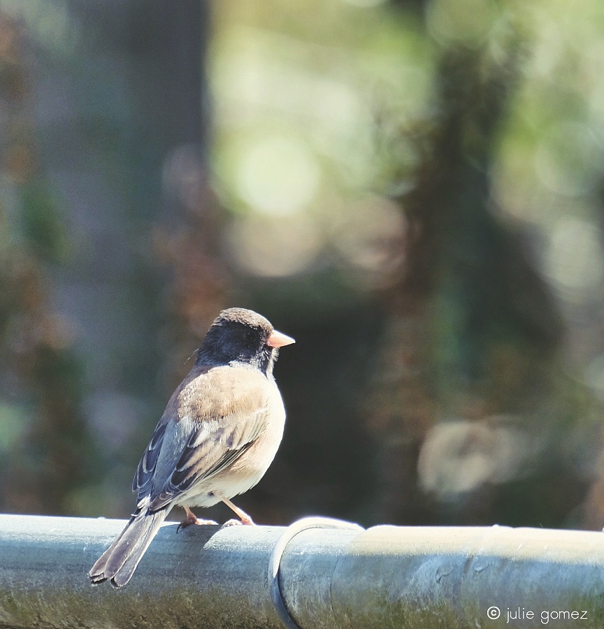 on the fence
a junco sunbathes
between rain showers

#haiku #birds #darkeyedjunco #fujiXT20