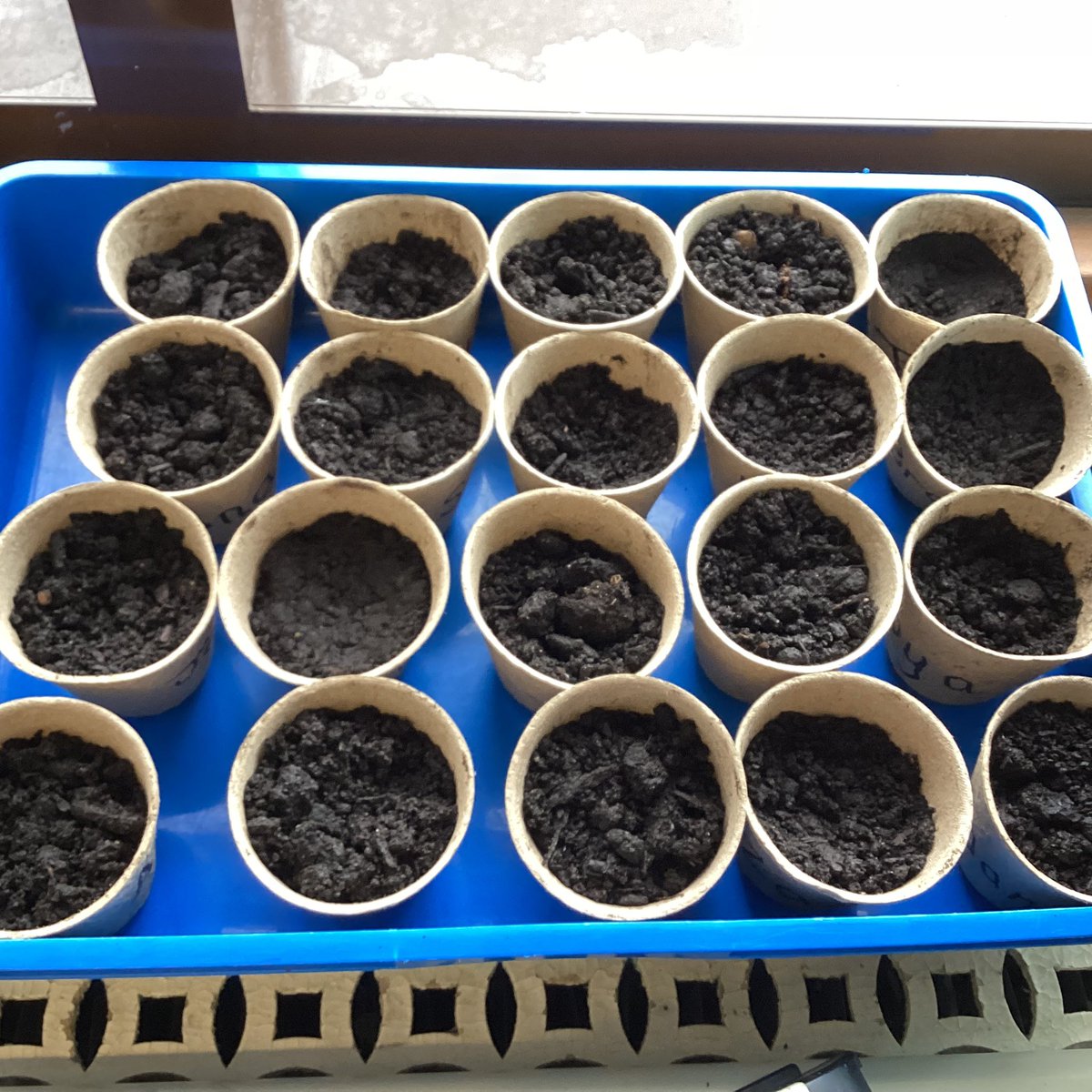 BPClass12's tweet photo. In science today we have been discussing plants and what plants are 🌲🌻🌿. We have looked at what plants need and planted our own seeds. I hope we give them everything they need to grow healthy and strong. 🌻💧🌞 https://t.co/oML51X4uWm