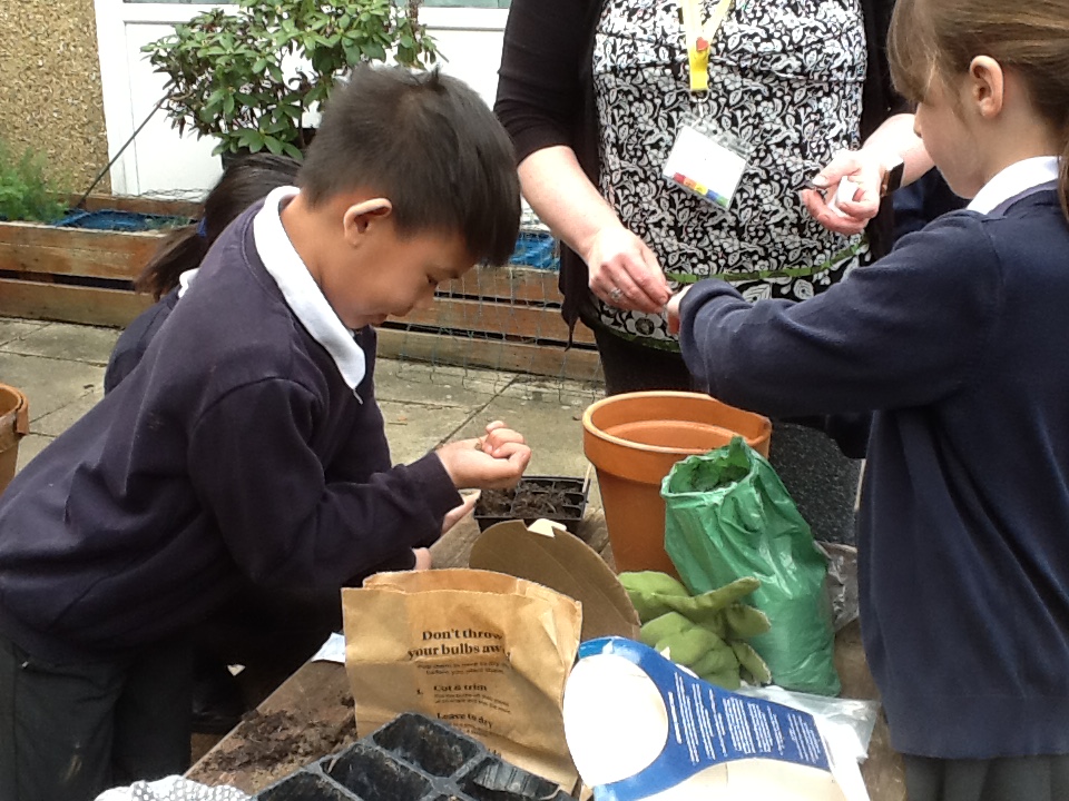 Gardening club have been busy getting onion bulbs into the group.  They have also planted lots of seeds.  <a href="/summerswoodps/">Summerswood School</a>