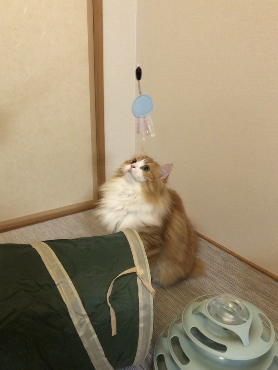 tashi428's tweet photo. 1万歩未達成

体調わりぃ😭 https://t.co/v9tXYbbcxx