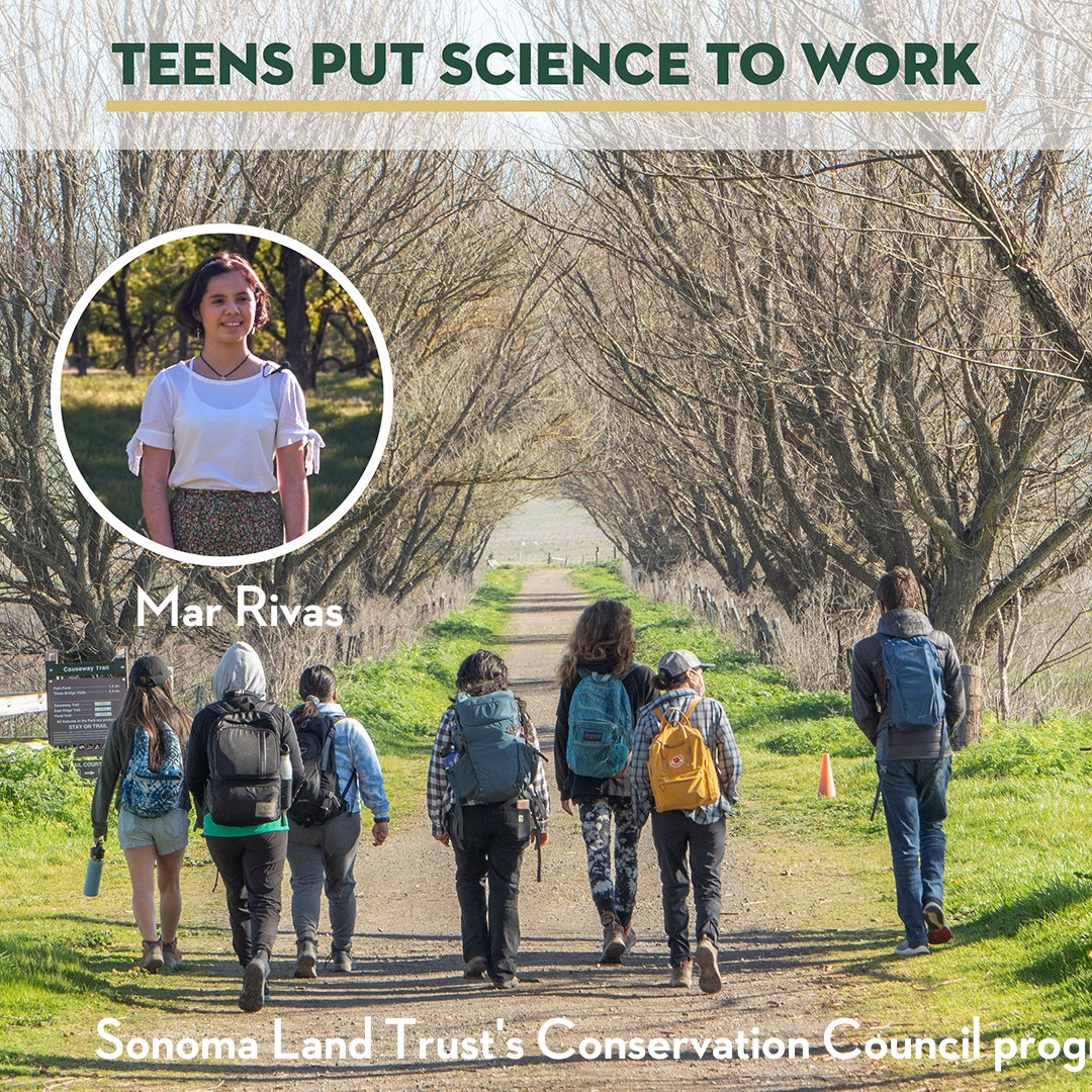 SonomaLandTrust's tweet photo. An interview with a Conservation Council graduate defines what it means to do real research in the field and the value of the experience for college-bound students. Read her story at https://t.co/heGhCRq6lC
#SonomaLandTrust #SonomaCounty #learningaboutnature https://t.co/MgmksyJLsP