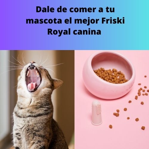 GloriaEsth53672's tweet photo. Hoy viernes tenemos el Royal Canin bajo precio,cuida a tus mascotas https://t.co/CkO7x3fLfH