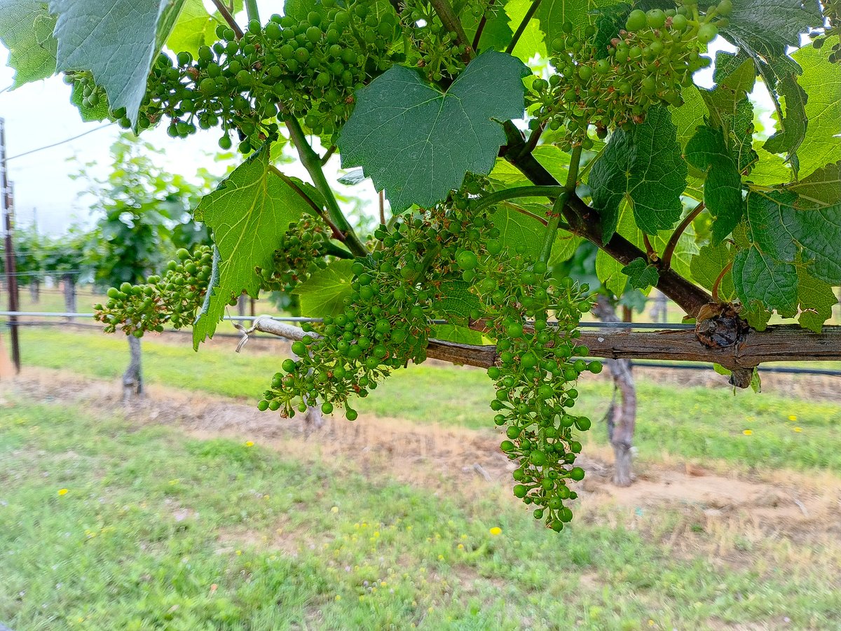 ArcheWinery's tweet photo. 2023 Estate Chardonnay going through fruit set, it's truly a wonderful thing. #archewinery #grapes #chardonnayismybae #saintjo #northtexaswinecountry #wine #txwine #arche #vineyard #thirstythursday #texaswine #estate https://t.co/73TzyOxSkS
