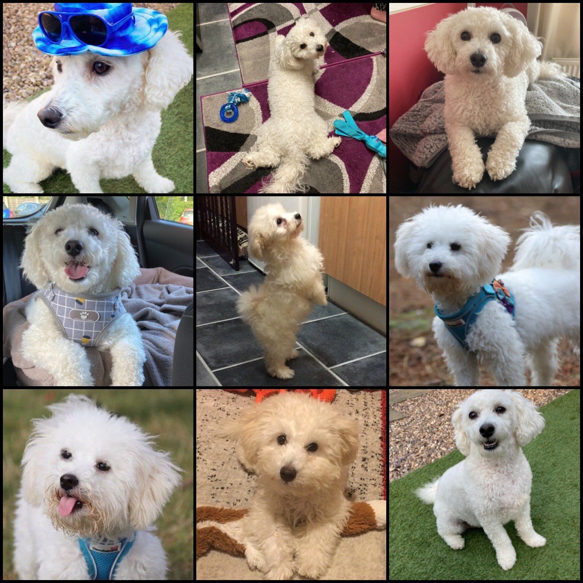 Beckyy_Thomas's tweet photo. This lil cutie is 4 today 🐶 🩵 https://t.co/qlXt7yeXjB