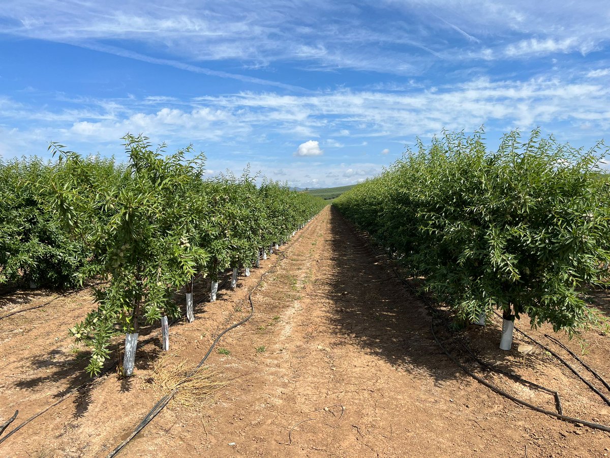 Agromillora_'s tweet photo. 🔗La #genética será la siguiente gran palanca de mejora del modelo de almendro en seto, portainjertos que hagan más, con menos. 
💧Cada suelo y dotación hídrica tiene ya un patrón idóneo #R20, #RR, #PiLowRed y planta #Autoenraizada https://t.co/HBZaLQJQZ5