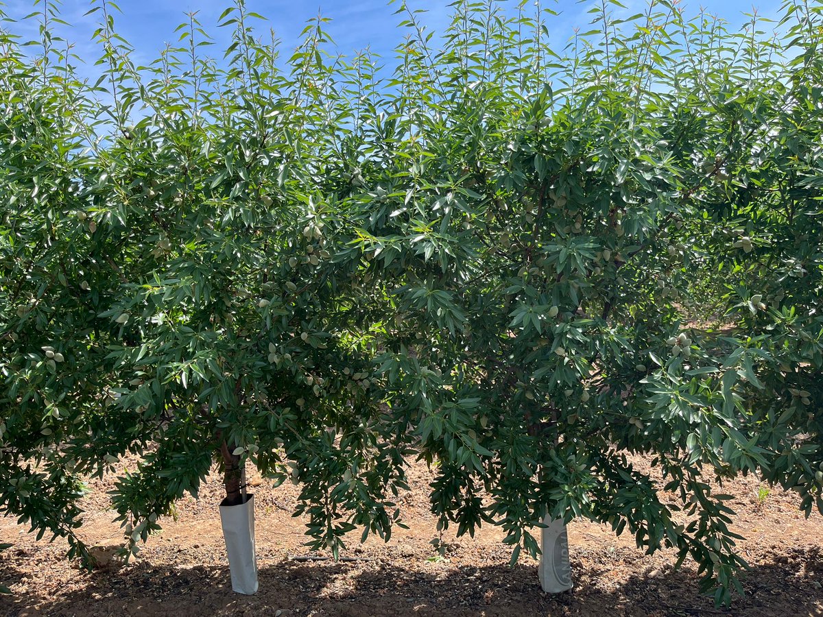 Agromillora_'s tweet photo. 🔗La #genética será la siguiente gran palanca de mejora del modelo de almendro en seto, portainjertos que hagan más, con menos. 
💧Cada suelo y dotación hídrica tiene ya un patrón idóneo #R20, #RR, #PiLowRed y planta #Autoenraizada https://t.co/HBZaLQJQZ5