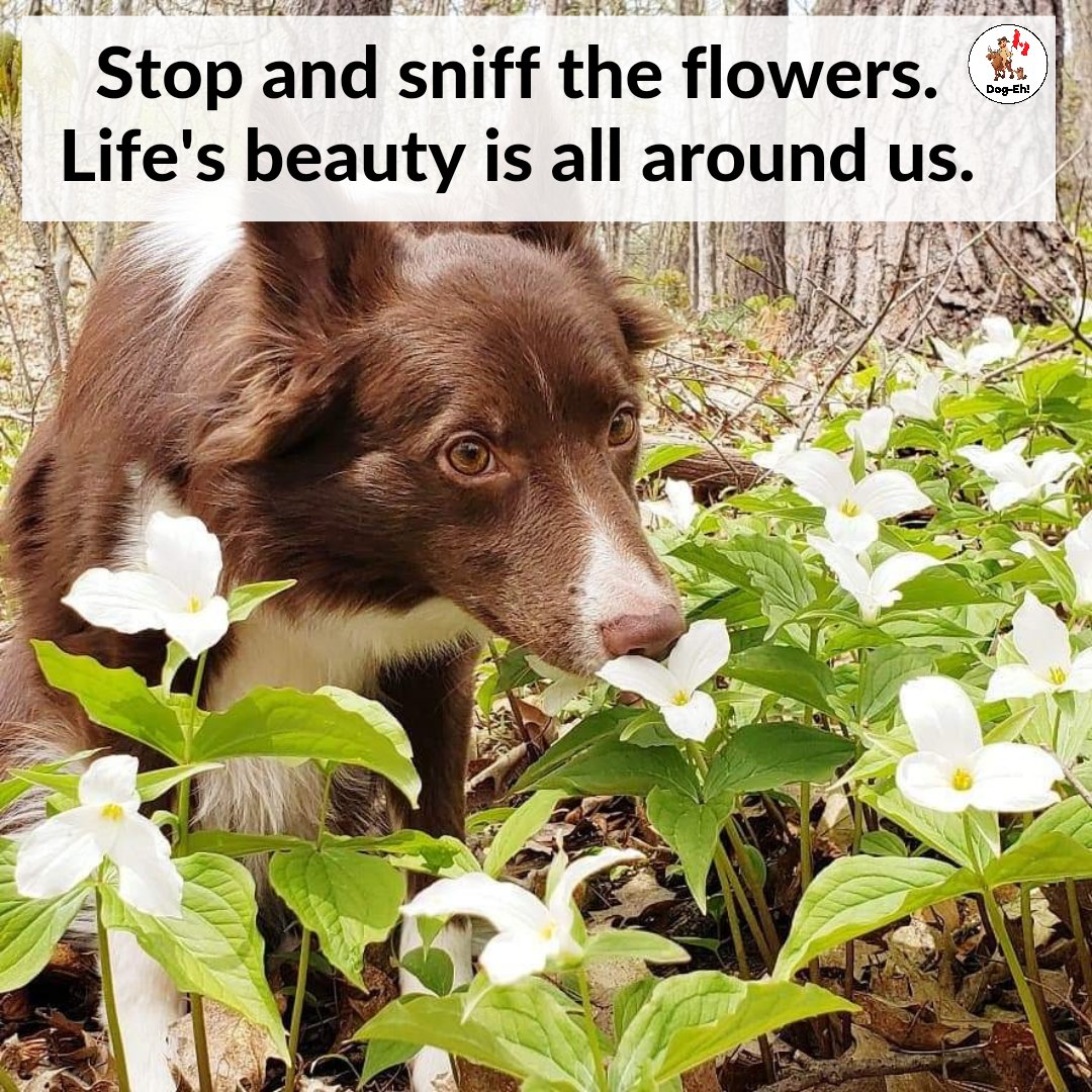 DogEhOfficial's tweet photo. Happy Spring🌷Our very own Winnie is embracing the season, reminding us all to appreciate the simple joys in life, like taking a moment to sniff a fresh spring flower🌼🐶
#springtime #dogquotes #springjoy #springquote #loveyourpup #loveyourdog #pawsitivity #pawsitivevibes #dogeh https://t.co/HR1jxW9wOF