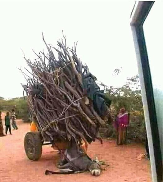 ZientekMary's tweet photo. @ExposeTrophyHunting
The life of a donkey
Born into tragedy, lived in tragedy to end in tragedy.
Is it that something isn't right about humanity?
Am l wrong?
Put simply, how many of you are willing to die on the yoke without screaming 21st century slavery?
Journalist Oscar Nkala https://t.co/4Ce2N9c6qJ