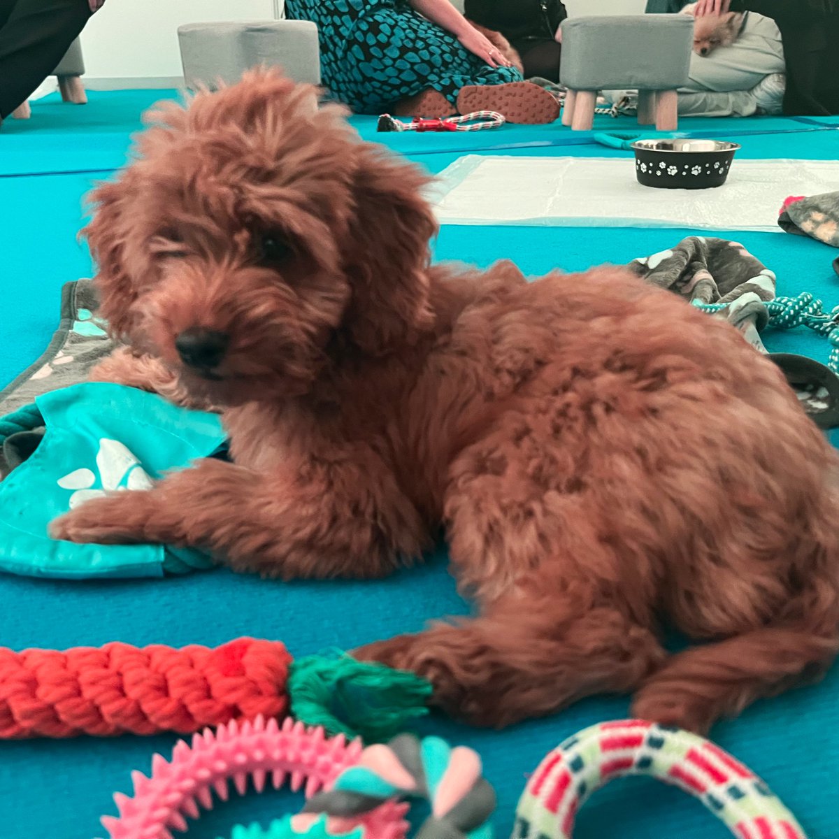 Beth Scattergood tweet media