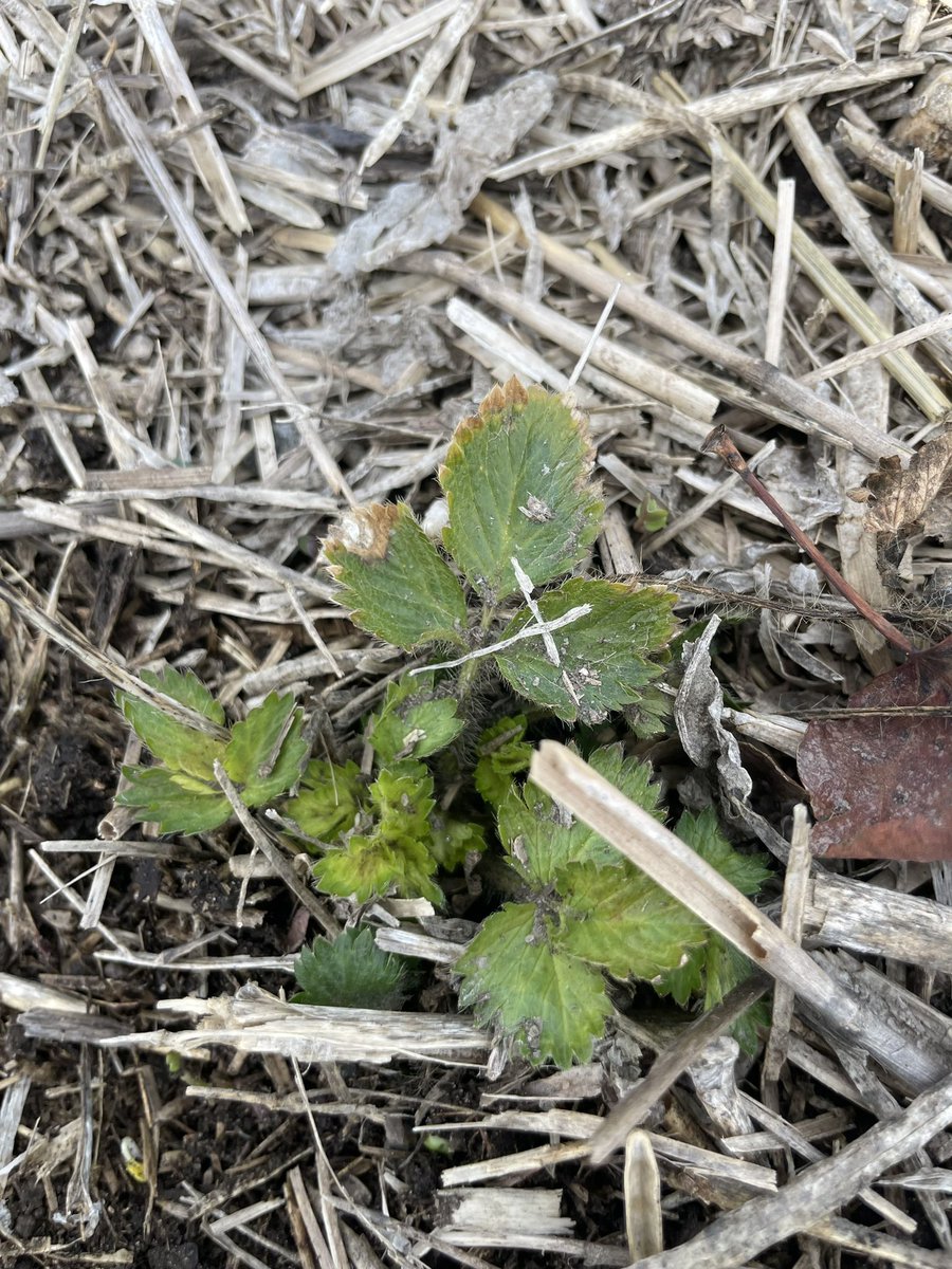 Anna Grisnich tweet media