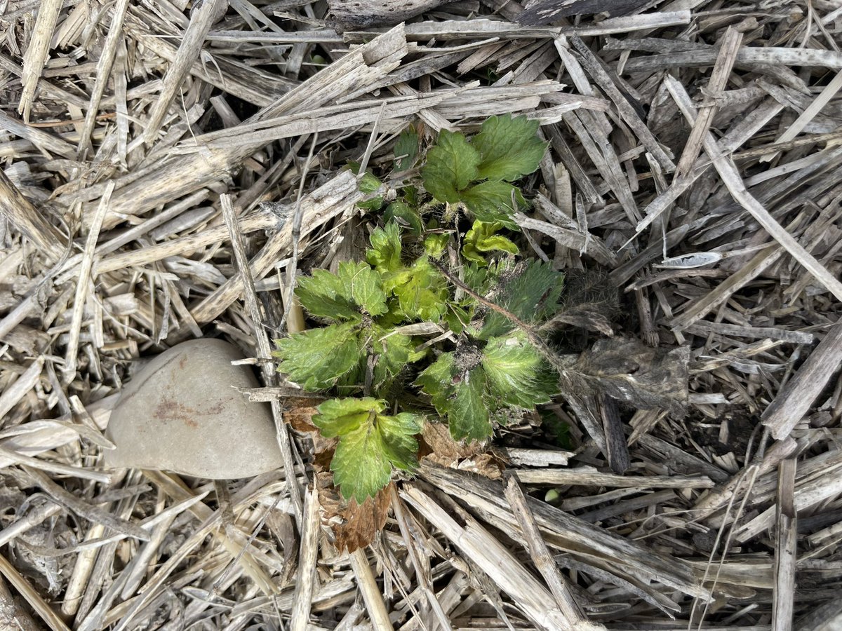 Anna Grisnich tweet media