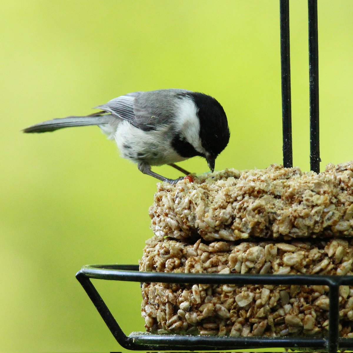 Mealworm cakes continue to be a crowd favorite!
#chickadees #chickadee #birds #mealwormfeeders #mealworms #mealwormcake #crowdfavorite #mealwormcakes #ohiobirding #crowdfavorites #birding #ohio #feeders #birdfeeders #feeder #backyardbirding