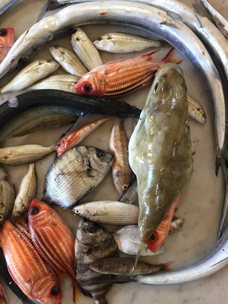 UN_FAO_GFCM's tweet photo. The @UN_FAO_GFCM Subregional Committee for the Eastern Med is taking place in #Athens right now, to address specific issues related to fisheries management in the subregion.
📌Deep-water red #shrimp
📌Round #sardinella
📌Non-indigenous species #NIS &amp; more
#MedSea4Fish #GFCM_SAC https://t.co/d3oBPyOb3T