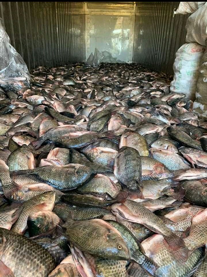 Permafisheries's tweet photo. Permafisheries get you covered for wholesale Kariba bream fish at $3 per kg . Dm for orders and enquires or contact us at 0782007675. https://t.co/7eVUxPCt6e