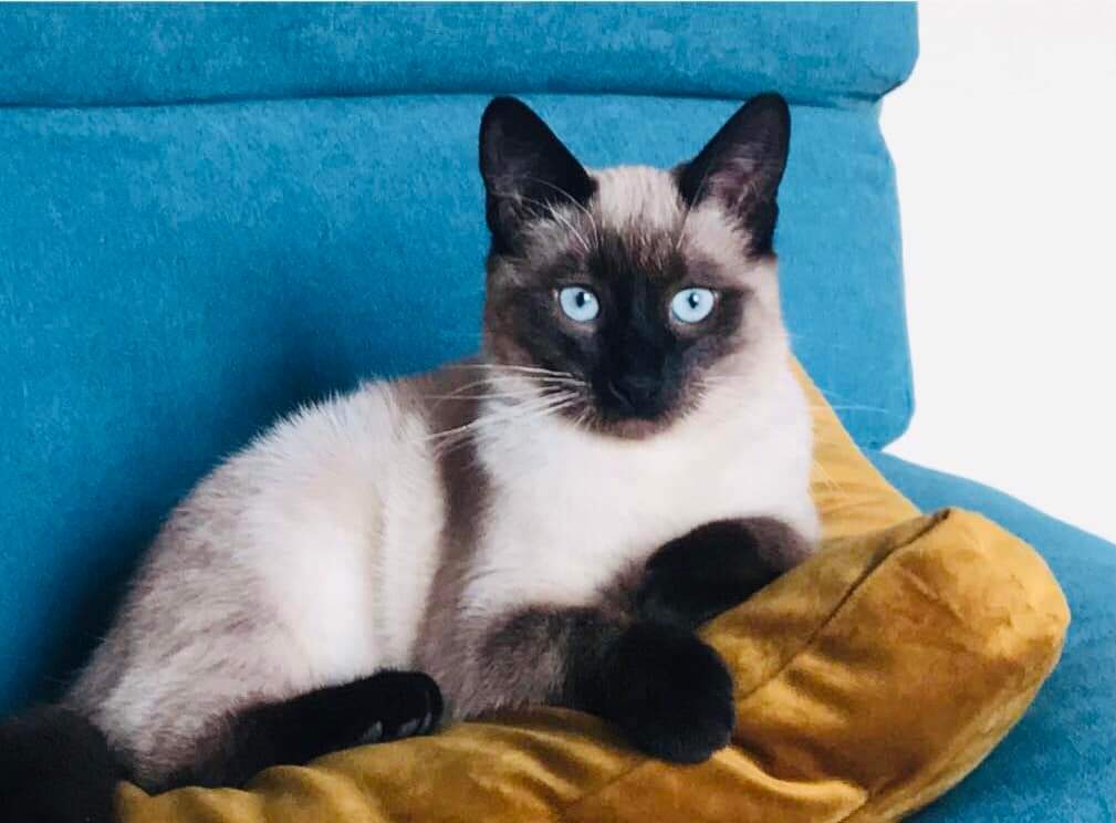 stellart89's tweet photo. ⚠️ UPDATE ! Le jeune Milo a été RETROUVÉ à 700m de sa résidence en ville 🥳 Les examens véto sont bons malgré sa chute. Il était juste affamé. Merci beaucoup pour vos partages !
#chambery #cognin #bassens #bissy #lamotteservolex https://t.co/MO6b0v8AQI
