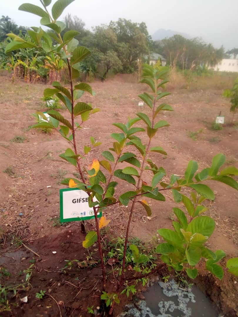 What a great feeling to see #trees trending on twitter today. When was the last time you planted a Tree.
#trees
#trees
#trees
#trees
#trees 
#Forest
#Forest
#Forest