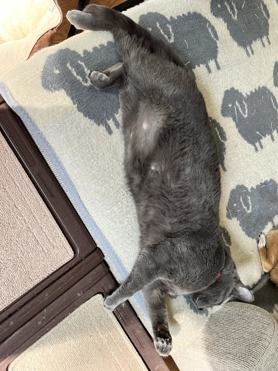 AskMrFrisky's tweet photo. Everyone worn out from eating breakfast and zoomies including knocking the eggs off the kitchen counter...
Vladimir #cat is showing off his #bellyfloof (Paddy and Princess are lumping so no pic)
Will setup the #feral cam tonight; another new one has shown up https://t.co/DpIoIZnM45