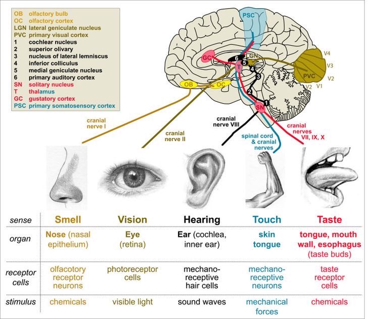 OGdukeneurosurg's tweet photo. Senses https://t.co/RuXrcjxOrO
