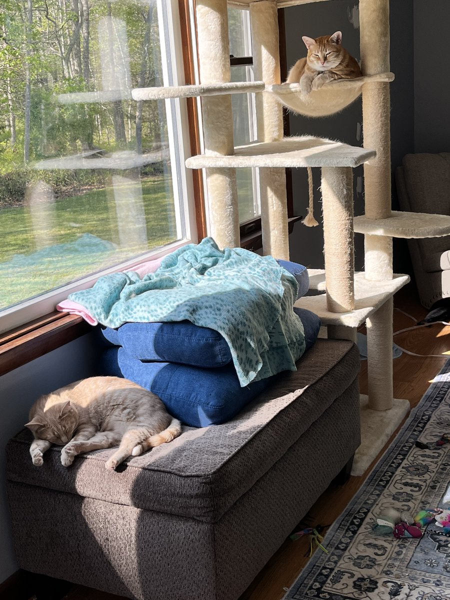 AskMrFrisky's tweet photo. Everyone worn out from eating breakfast and zoomies including knocking the eggs off the kitchen counter...
Vladimir #cat is showing off his #bellyfloof (Paddy and Princess are lumping so no pic)
Will setup the #feral cam tonight; another new one has shown up https://t.co/DpIoIZnM45