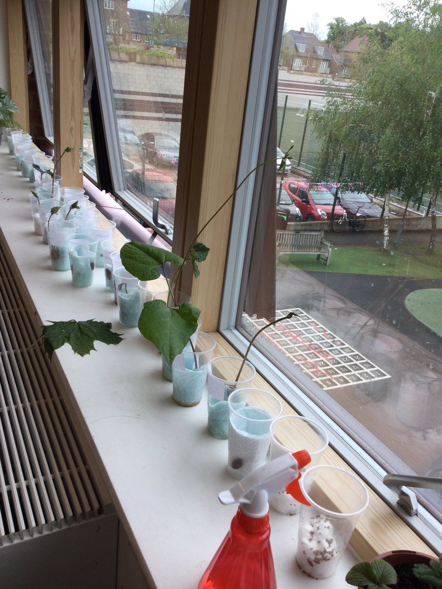 MBPSYear 1 (@mbpsyear1) on Twitter photo We planted runner beans a few weeks ago and they are now starting to flourish. This is also showing us that some seeds take a little longer to grow than others πͺ΄π± <a href="/MBPSHead/">Millbrook Park Headteacher</a> <a href="/LDBSLAT/">LDBS Academies Trust</a> We planted runner beans a few weeks ago and they are now starting to flourish. This is also showing us that some seeds take a little longer to grow than others πͺ΄π± <a href="/MBPSHead/">Millbrook Park Headteacher</a> <a href="/LDBSLAT/">LDBS Academies Trust</a>