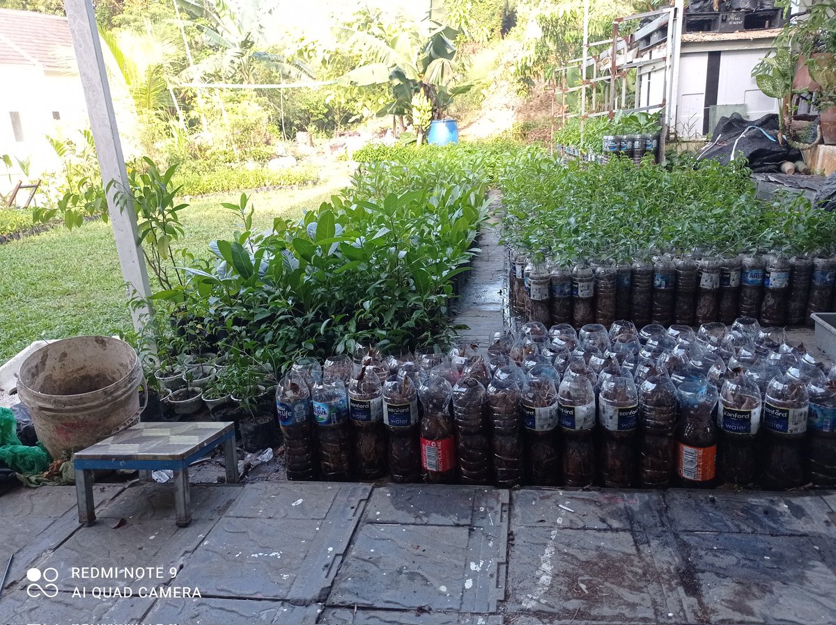 AirNugroho's tweet photo. @jokowi Pak @jokowi yth...sudah lama saya menanti untuk bisa bersama membangun alam/hutan, saya punya ribuan bibit beringin, dan siap membantu pemerintah, semoga Bapak bersedia menerima sumbangan saya untuk negeri tercinta https://t.co/CmnlwDc9ka