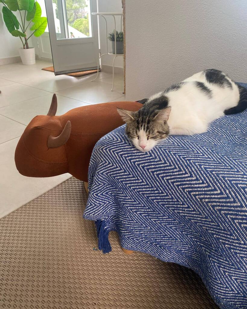 TheWordBirdSM's tweet photo. Someone’s happy we’re back 🐈 
Though suspect she actually has a home down the road! 
.
.
.
#gatita #gatos #catsofinstagram #denia #callejeros #dénia #denia #costablanca https://t.co/KFGIXz37gw https://t.co/jHyUuLg8RZ