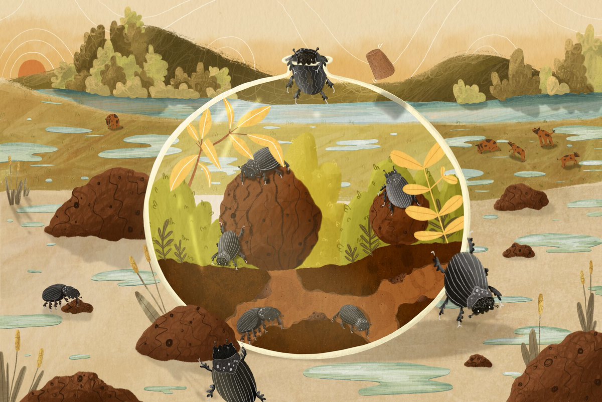 lilyevansillu's tweet photo. Dung beetles! 🪲

Recently, about 60 dung beetles were released in the Étang de Cousseau nature reserve near Bordeaux. 
The little “ball rolling” insects will feast on the waste produced by wild cattle and help to restore and maintain healthy ecosystems. 
#illustration #kidlit https://t.co/R65gdTXlNW