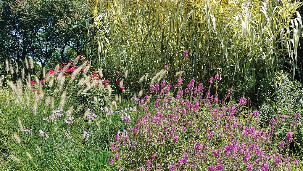 TheTurfZone's tweet photo. Ornamental grasses thrive and some can become invasive if not managed. More on "The Only Twenty" plants to use next to the ocean in @VaTurfCouncil magazine > https://t.co/dR1G2TgGoG https://t.co/sTQu2VaM1X