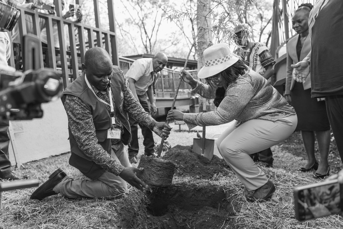 Join the movement to combat climate change and plant a tree today! With every new tree, we're one step closer to a more sustainable future. Let's make a positive impact on the planet, one tree at a time. #TreePlanting #CombatClimateChange #Sustainability  #PositiveImpact