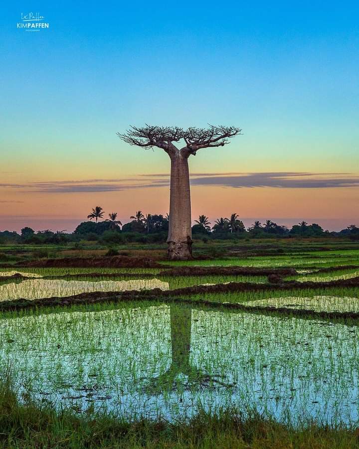 Arbre emblématique de Madagascar ❤

📸 ©ourplanetinmylens

#MyMadagascar #VisitMadagascar #baobab