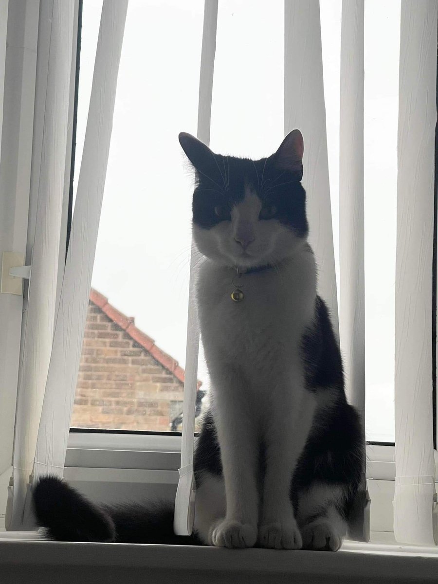 🆘#FindToastie Black&amp;White #LostCat
Jumped in #TheSofaCompany van 10/5/23 Wellend Rd #Hull #HU8 &amp; driven away
11 stops made-only 1 known-Greatfield area #HU94NB
Neutered Chipped #ScanMe
🙏<a href="/DFS/">DFS</a> provide all stop details to Toastie's family to help find him🔽
facebook.com/groups/1650076…