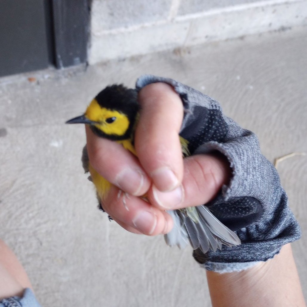 Good morning to this hooded warbler, rescued this AM by <a href="/stuffedowl/">Calista McRae</a>, along with many other migrants who collided with windows after flying overnight to arrive here. Please join us at City Hall today at 12:30 to support a lights-out bill that would save so many birds' lives!